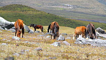 Group of wild ponies (Equus caballus) in paramo landscape at the base of Cotopaxi Volcano, Ecuadorian Andes. (non-ex)