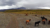 Aerial shot of a group of wild ponies (Equus caballus) in paramo landscape at the base of Cotopaxi Volcano, Ecuadorian Andes, 2018. (non-ex)