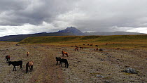 Aerial shot of a group of wild ponies (Equus caballus) in paramo landscape at the base of Cotopaxi Volcano, Ecuadorian Andes, 2018.