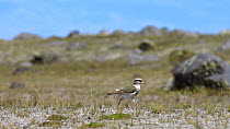 Slow motion clip of an Andean lapwing (Vanellus resplendens) walking in high paramo landscape, looking for predators, Cotopaxi Volcano, Ecuadorian Andes. (non-ex)