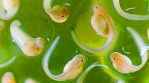 Glass frog (Espadarana) tadpoles developing in an egg mass, Cordillera del Condor, Zamora Chinchipe Province, Ecuador. Endangered. (non-ex)