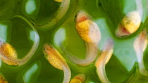 Close-up of Agua rica leaf frog (Phyllomedusa ecuatoriana) eggs after 15 days development, the tadpoles are nearly developed, Ecuador. Endangered. (non-ex)