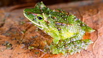 Espada's robber frog (Pristimantis galdi), Cordillera del Condor, Ecuador. (non-ex)
