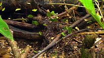 Slow motion clip of Leafcutter ants (Atta) carrying pieces of leaves along a branch, Amazon rainforest, Napo Province, Ecuador. (non-ex)