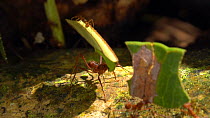 Slow motion clip of Leafcutter ants (Atta) carrying pieces of leaves back to their nest, Amazon rainforest, Napo Province, Ecuador. (non-ex)