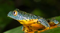 Slow motion clip of a Leaf frog (Cruziohyla craspedopus) jumping from a leaf, Amazon rainforest, Ecuador. (non-ex)