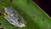 Leaf frog (Cruziohyla craspedopus) landing on a leaf in the rainforest understory, Napo Province, Ecuador. (non-ex)