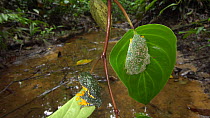 Two Leaf frogs (Cruziohyla craspedopus), with a rainforest stream in background, Napo Province, Ecuador. (non-ex)