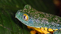Leaf frog (Cruziohyla craspedopus) blinking its eyes, Amazon rainforest, Napo Province, Ecuador. (non-ex)
