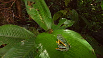 Slow motion clip of a Leaf frog (Cruziohyla craspedopus) jumping from a Calathea plant, Amazon rainforest, Ecuador.
