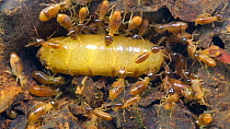 Queen Termite (Isoptera) tended by workers in nest chamber, Napo Province, Ecuadorian Amazon.