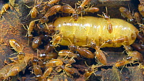 Slow motion clip of a queen termite (Isoptera) in chamber, with workers gathering liquid containing pheromones exuded from the queen's rear end, Ecuador.