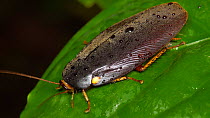 Cockroach (Blattodea) on leaf, showing firefly mimicry, Napo Province, Ecuadorian Amazon. (non-ex)