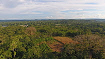 Aerial view descending over the rainforest, with two Ceiba trees and a clearing planted with maize, Napo Province, Ecuadorian Amazon, 2017. (non-ex)