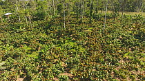 Aerial shot ascending over a plantation of Cocoa trees (Theobroma cacao) cut out of the rainforest by a colonist, Napo Province, Ecuadorian Amazon, 2017. (non-ex)
