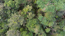 Aerial shot looking down over rainforest canopy, Napo Province, Ecuadorian Amazon, 2017. (non-ex)