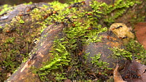 Slow motion clip of Army ants (Eciton) marching over mossy tree roots on the rainforest floor, Napo Province, Ecuadorian Amazon. (non-ex)