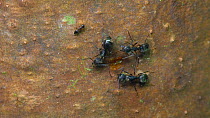 Slow motion clip of Ants (Formicidae) interacting and drinking sapfrom a Capirona tree, Ecuadorian Amazon. (non-ex)