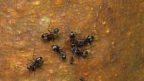 Slow motion clip of Ants (Formicidae) interacting and drinking sapfrom a Capirona tree, Ecuadorian Amazon. (non-ex)