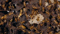 Brood chambers inside a Termite (Isoptera) nest with workers tending eggs, Napo Province in the Ecuadorian Amazon. Slow motion. (non-ex)