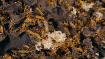 Brood chambers inside a Termite (Isoptera) nest with workers tending eggs, Napo Province in the Ecuadorian Amazon. Slow motion.