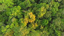 Aerial shot looking down over the rainforest canopy in the early morning, Amazon rainforest, Napo Province, Ecuador, 2017. (non-ex)