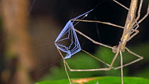 Ogre faced spider (Deinopis) holding its web ready to catch prey, these spiders use a square sticky web held between the feet as a net to actively catch passing insects, Amazon rainforest, Napo Provin...
