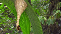 Eusocial wasps (Polybia) at the entrance of their nest hanging under a leaf, Napo Province, the Ecuadorian Amazon. (non-ex)