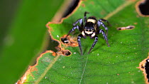 Jumping spider (Salticidae) on a leaf in the rainforest understory, Amazon rainforest, Napo Province, Ecuador. (non-ex)