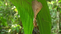 Eusoical wasps (Polybia) swarming from the entrance of their nest hanging under a leaf, Napo Province, Ecuadorian Amazon. (non-ex)