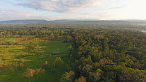 Aerial shot tracking over a cattle farm cut out of the Amazon rainforest, the farm has fish ponds for raising Tilapia and is surrounded by primary rainforest, Napo Province, Ecuador, 2017.