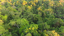 Aerial shot tracking over rainforest canopy, Napo Province, Ecuador, 2017. (non-ex)