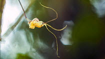 Nesting masdevallia orchid (Masdevallia nidifica) growing as a twig epiphyte, Imbabura Province, Ecuador. (non-ex)