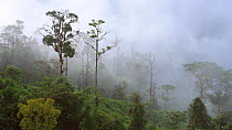 Panning shot of trees in mist, Amazon rainforest, Rio Abanico Valley, Morona Santiago Province, Ecuador. 2018. (non-ex)