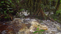 Slow motion clip of an overflowing river flowing through rainforest, Cordillera del Condor, Zamora Chinchipe Province, Ecuador. (non-ex)