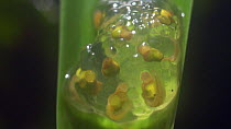 Glass frog (Centrolenidae) tadpoles developing in an egg mass, Cordillera del Condor, Zamora Chinchipe Province, Ecuador. (non-ex)