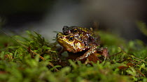 Pair of Stubfoot toads (Atelopus) in amplexus, Cordillera del Condor, Zamora Chinchipe Province, Ecuador. (non-ex)