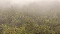 Aerial panning shot over rainforest canopy on a tepui, Rio Nangaritza Valley, Cordillera del Condor. Zamora Chinchipe Province, Ecuador, 2018. (non-ex)