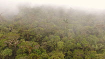 Aerial tracking shot over rainforest canopy on a tepui, Rio Nangaritza Valley, Cordillera del Condor. Zamora Chinchipe Province, Ecuador, 2018. (non-ex)