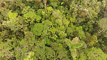 Aerial tilt shot over rainforest canopy on a tepui, Rio Nangaritza Valley, Cordillera del Condor. Zamora Chinchipe Province, Ecuador, 2018. (non-ex)