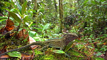 Red-throated wood lizard (Enyalioides rubrigularis), Zamora Chinchipe Province, Cordillera del Condor, Ecuador. (non-ex)
