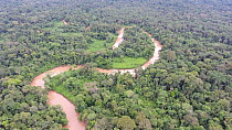 Aerial shot descending to rainforest canopy, Rio Shiripuno, Pastaza Province, Ecuadorian Amazon. 2017. (non-ex)