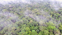 Aerial panning shot looking over the Amazon rainforest at dawn, near Rio Shiripuno in Pastaza Province, Ecuador, 2017. (non-ex)