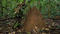 Termite (Macrotermes) mound on the rainforest floor, Pastaza Province, Ecuador. (non-ex)