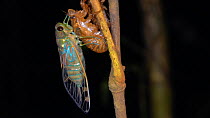 Adult cicada (Cicadoidea), just emerged from its larval skin and waiting for the wings to expand and dry, Pastaza Province, Ecuador. (non-ex)