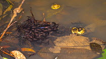 Map treefrog (Boana geographica) tadpoles gathered at the edge of a puddle, Pastaza Province, Ecuadorian Amazon. (non-ex)