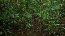Panning shot across damp tropical rainforest understorey, Pastaza Province, Ecuadorian Amazon. (non-ex)