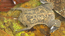 Star-fingered toad (Pipa pipa) in a shallow puddle, Pastaza Province, Ecuadorian Amazon. (non-ex)