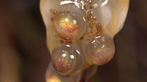 Close-up of Leaf frog (Cruziohyla craspedopus) tadpoles developing within an egg membrane, blood is circulating in the gills. Pastaza Province, Ecuador. (non-ex)
