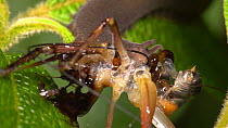 Peripatus (Velvet Worm) feeding on a cricket, Amazon rainforest, Pastaza Province, Ecuador. (non-ex)